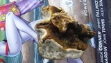 Ganoderma resinaceum image