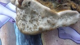 Ganoderma resinaceum image