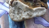 Ganoderma resinaceum image