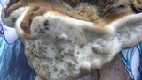 Ganoderma resinaceum image