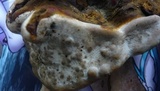 Ganoderma resinaceum image