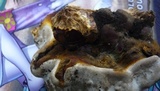 Ganoderma resinaceum image