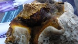 Ganoderma resinaceum image