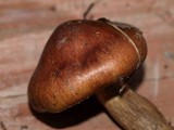 Tricholoma fulvum image