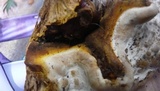 Ganoderma resinaceum image
