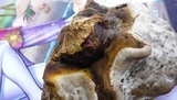 Ganoderma resinaceum image