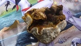 Ganoderma resinaceum image