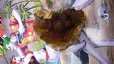 Ganoderma resinaceum image