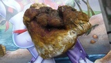 Ganoderma resinaceum image