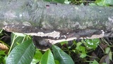 Phellinus gilvus image