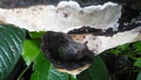 Phellinus gilvus image