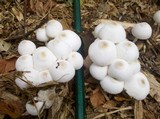 Leucocoprinus cepistipes image