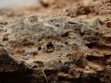 Pseudotomentella vepallidospora image