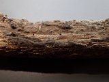 Pseudotomentella vepallidospora image