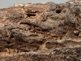 Pseudotomentella vepallidospora image