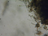 Pseudotomentella vepallidospora image
