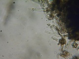 Pseudotomentella vepallidospora image