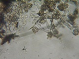 Pseudotomentella vepallidospora image