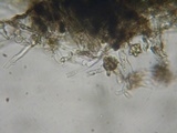 Pseudotomentella vepallidospora image
