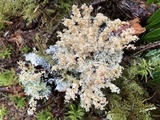 Sphaerophorus tuckermanii image