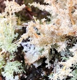 Sphaerophorus tuckermanii image