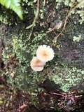 Lichenomphalia umbellifera image