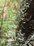 Cladonia bellidiflora image