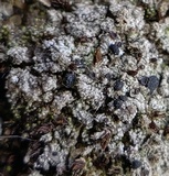 Bilimbia sabuletorum image