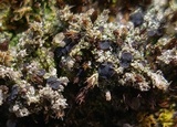 Bilimbia sabuletorum image