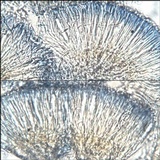 Dimerella lutea image