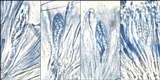 Dimerella lutea image