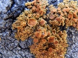 Xanthomendoza hasseana image