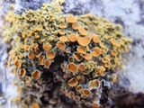 Xanthomendoza hasseana image