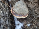 Fomitopsis schrenkii image