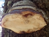 Fomitopsis schrenkii image