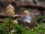 Galerina vittiformis image