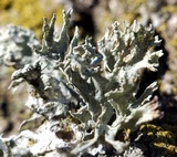 Ramalina americana image