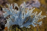 Ramalina americana image