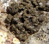 Endocarpon pulvinatum image