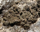 Endocarpon pulvinatum image