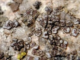 Acarospora americana image