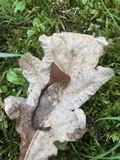 Dumontinia tuberosa image