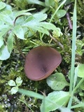 Dumontinia tuberosa image