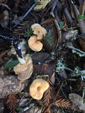 Hydnum oregonense image