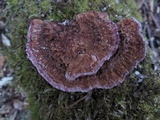 Rhodofomitopsis lilacinogilva image