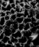 Fomitopsis officinalis image