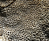 Fomitopsis officinalis image