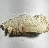 Fomitopsis officinalis image