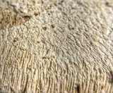 Fomitopsis officinalis image