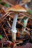Leratiomyces squamosus image